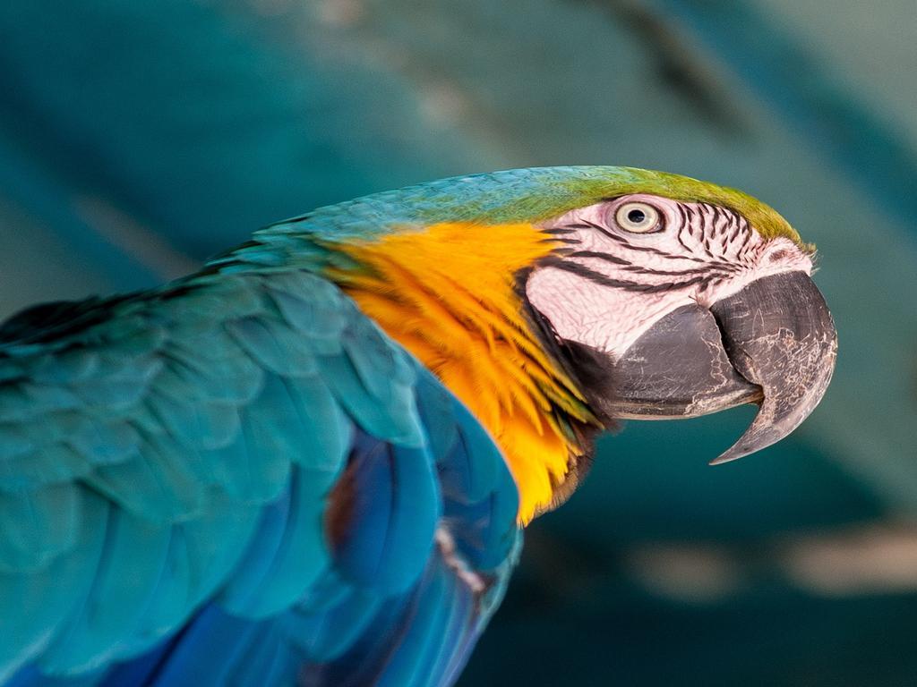 Hotel Tropical Manaus Exterior photo Blue and yellow macaw